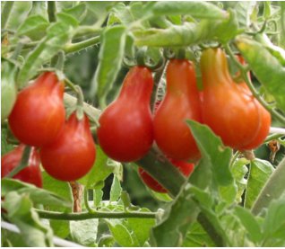 1/4 oz Red Pear Tomato Seed, Non-Gmo Heirloom Tomatoes, Huge Tasty Crops 2500ct FJ