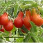 1/4 oz Red Pear Tomato Seed, Non-Gmo Heirloom Tomatoes, Huge Tasty Crops 2500ct FJ