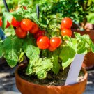 Tomato Seeds, Tiny Tim - Non-Gmo Heirloom Tomato Seeds Grows One Foot Tall 50ct FJ