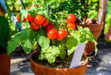 Tomato Seeds, Tiny Tim - Non-Gmo Heirloom Tomato Seeds Grows One Foot Tall 50ct FJ
