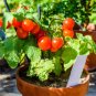 Tomato Seeds, Tiny Tim - Non-Gmo Heirloom Tomato Seeds Grows One Foot Tall 50ct FJ