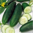 1 oz Cucumber Seeds, Straight 8, Non-Gmo Heirloom Seeds, Eat Them Fresh, 1000ct FJ