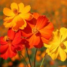 Mixed Cosmos Seed, Fiery Sunset, Sulfur Cosmos, Shorter Variety, Bulk Seed 400ct FJ