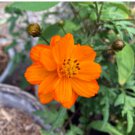 Cosmos Seeds, Orange Sunshine, Sulfur Cosmos, Orange Cosmos, Bulk Seeds, 400ct FJ