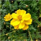 Yellow Cosmos Seeds, Yellow Sunshine, Sulfur Cosmos, Shorter Variety, 75ct FJ