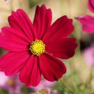1 oz Red Cosmos Seeds, Dazzler, Heirloom Cosmos Seeds, Bulk Cosmos 4,500ct FJ