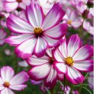 Pink Cosmos Seed, Picotee, Heirloom Cosmos, Bulk Seeds, Draws Butterflies 400ct FJ