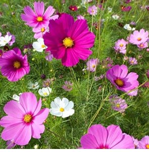 Mixed Cosmos Seeds, Bulk Seed, Heirloom Cosmos, Non-Gmo, Draws Butterflies 400ct FJ