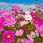 Mixed Cosmos Seeds, Bulk Seed, Heirloom Cosmos, Non-Gmo, Draws Butterflies 400ct FJ