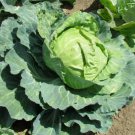 1 oz Cabbage Seeds, Golden Acre, Heirloom Seeds, Bulk Cabbage Seeds 7,000ct FJ