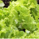1/4 oz Leaf Lettuce Seed, Black Seeded Simpson, Bulk Seed, Heirloom about 5,000 FJ