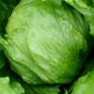 1/2 oz Head Lettuce Seeds, Summertime, Iceberg Lettuce, Bulk Lettuce 10,000ct FJ