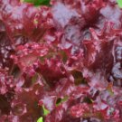 1 oz Ruby Red Lettuce Seeds, Leaf Lettuce Seeds, Heirloom Bulk Lettuce 20,000ct FJ
