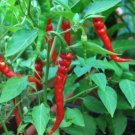 1 oz Anaheim Pepper Seeds, Heirloom Pepper Seed, Chili Peppers, Non-Gmo 4,000ct FJ