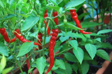 1 oz Anaheim Pepper Seeds, Heirloom Pepper Seed, Chili Peppers, Non-Gmo 4,000ct FJ