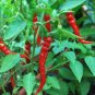 1 oz Anaheim Pepper Seeds, Heirloom Pepper Seed, Chili Peppers, Non-Gmo 4,000ct FJ
