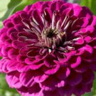 Purple Zinnia Seeds, Violet Queen, Heirloom Zinnia Seeds, Non-Gmo Seeds, 75ct FJ