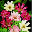 1/2 oz Pink Cosmos Seeds, Seashells, Heirloom Mixed Cosmos, Bulk Seeds 2,250 ct FJ