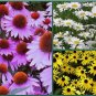 Daisy Seeds, Daisy Lovers Delight 3 Pack Special, Perennial Flower Seeds Non-Gmo FJ