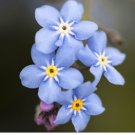 1/2 oz Forget Me Not Seeds, Myosotis Sylvatica, Non-GMO Bulk Seeds FJ