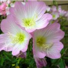 1/2 oz Pink Primrose Seeds, Pink Evening Primrose, Bulk Seeds, approx 93,750 FJ