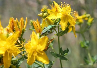 1/4 oz St Johns Wort Seed, Bulk Seed, Heirloom Non-GMO, Medicinal Herb, 47,000ct FJ