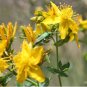 1/4 oz St Johns Wort Seed, Bulk Seed, Heirloom Non-GMO, Medicinal Herb, 47,000ct FJ