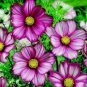 1 oz Mixed Cosmos Seed, Candystripe, Heirloom Cosmos, Bulk Seeds approx 4,500 FJ