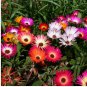 Ice Plant Seeds, Livingstone Daisy Seeds, Ground Cover Seeds, Mixed Daisies, 100 FJ