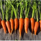 Carrot Seed, Danvers 126, Heirloom Carrot Seed, Non-Gmo Carrots, Delicious 100ct FJ