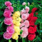 Hollyhock Seeds, Carnival Mix, Heirloom Seeds, Non-Gmo Annual, Very Tall 50ct FJ