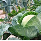 Cabbage Seeds, Danish Ballhead, Heirloom Cabbage Seeds, Non-Gmo Cabbages, 100ct FJ
