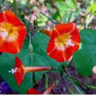 Morning Glory Seeds Scarlet OHara, Heirloom Flower, Climbing Vine, Non-Gmo 75 Ct FJ