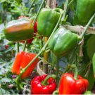 Bell Pepper Seeds, California Wonder, Green Pepper Seed, Heirloom Peppers, 50ct FJ