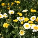 1 oz Daisy Seeds, Garland Daisy, Crown Daisies, Heirloom Non-GMO, Approx 10,200 FJ