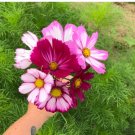 1/2 oz Pink Cosmos Seed, Picotee, Heirloom Cosmos, Bulk Seeds, Butterflies 2,250 FJ