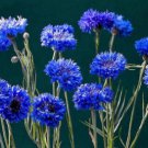 1 oz Blue Bachelor Button Seeds,Tall Blue Cornflower Seeds, Bulk Flower 6000ct FJ