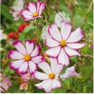 1/4 oz Pink Cosmos Seed, Picotee, Heirloom Cosmos, Bulk Seeds, Butterflies 1,125 FJ