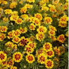 1/4 oz Dwarf Marigold Seeds, Dainty Marietta, Bulk Marigolds, Bulk Seeds,3000ct FJ