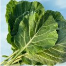 1 oz Collard Seeds, Champion, Bulk Seeds, Heirloom Collard Green Seeds 8000ct FJ