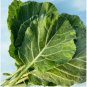1 oz Collard Seeds, Champion, Bulk Seeds, Heirloom Collard Green Seeds 8000ct FJ