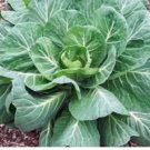 1/2 oz Collard Seeds, Georgia Southern, Heirloom Collards, Bulk Seeds 4,000ct FJ