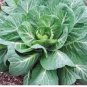 1/2 oz Collard Seeds, Georgia Southern, Heirloom Collards, Bulk Seeds 4,000ct FJ