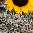 Dwarf Sunflower Seeds, Dwarf Yellow Pygmy, Heirloom Sunflower Seeds Non-Gmo 50ct FJ