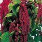 1/4 oz Love Lies Bleeding Seed, Red Tassel Flower, Amaranthus, Heirloom 10,625ct FJ