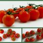 Cherry Tomato Seeds, 3 pk Special, Heirloom Cherry Tomatoes, Tiny Tim, Sweetie FJ