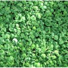 1/2 oz Kidney Weed Seeds, Ground Cover, Bulk Seeds, Non-Gmo Heirloom about 6000 FJ