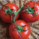 1/2 oz Tomato Seed, Ace 55, Non-Gmo Heirloom Tomato Seed, Low Acid Tomato 5000 FJ