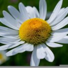 1/2 oz Shasta Daisy Seeds, Bulk Heirloom Seeds, Bulk Daisy Seeds, Approx 12,000 FJ