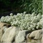 Alyssum Seeds, Sweet White, Ground Cover Seeds, Bulk Seeds, Heirloom Seed, 500ct FJ